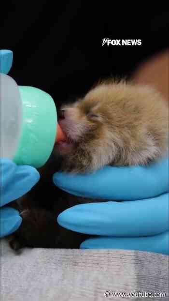 WATCH: Newborn red panda cub gets bottle-fed at California zoo