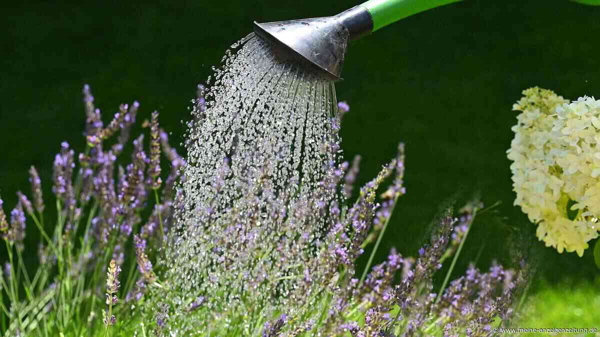 Gärtnermeister klärt auf: So viel Wasser brauchen Ihre Garten- und Balkonpflanzen wirklich