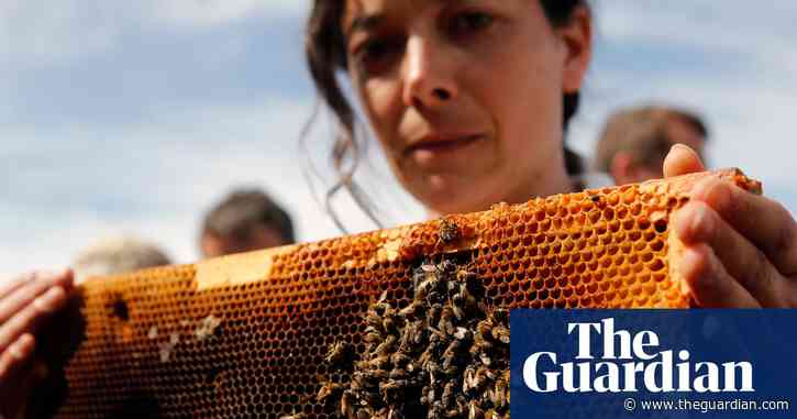 ‘Scandalous, irrational and irresponsible’: French beekeepers’ fury at lifting of pesticides ban