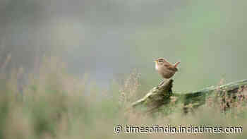 Scientists used AI to analyse 116,000 birdsongs, identify eight common motifs