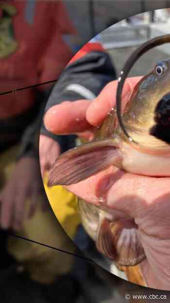 Rare, transmissible cancer found in catfish in Quebec, U.S. lakes
