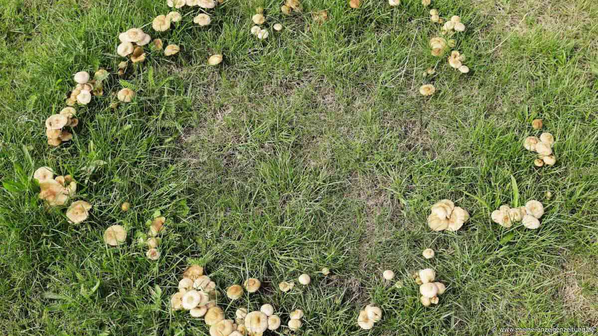 Wenn der Rasen plötzlich Flecken bekommt – und was das wirklich bedeutet
