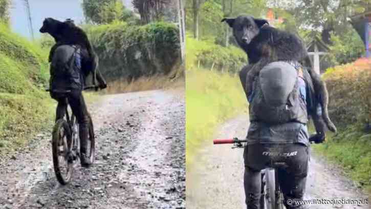 “Ci ha seguito per tutta la discesa tra il fango e i sentieri”: cane corre per oltre 40 chilometri accanto a dei ciclisti, poi il loro gesto gli cambia la vita