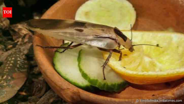 5 natural foods that can kill cockroaches instantly