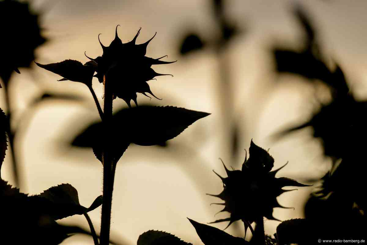 Mehr als 35 Grad – es wird wieder heiß in Deutschland