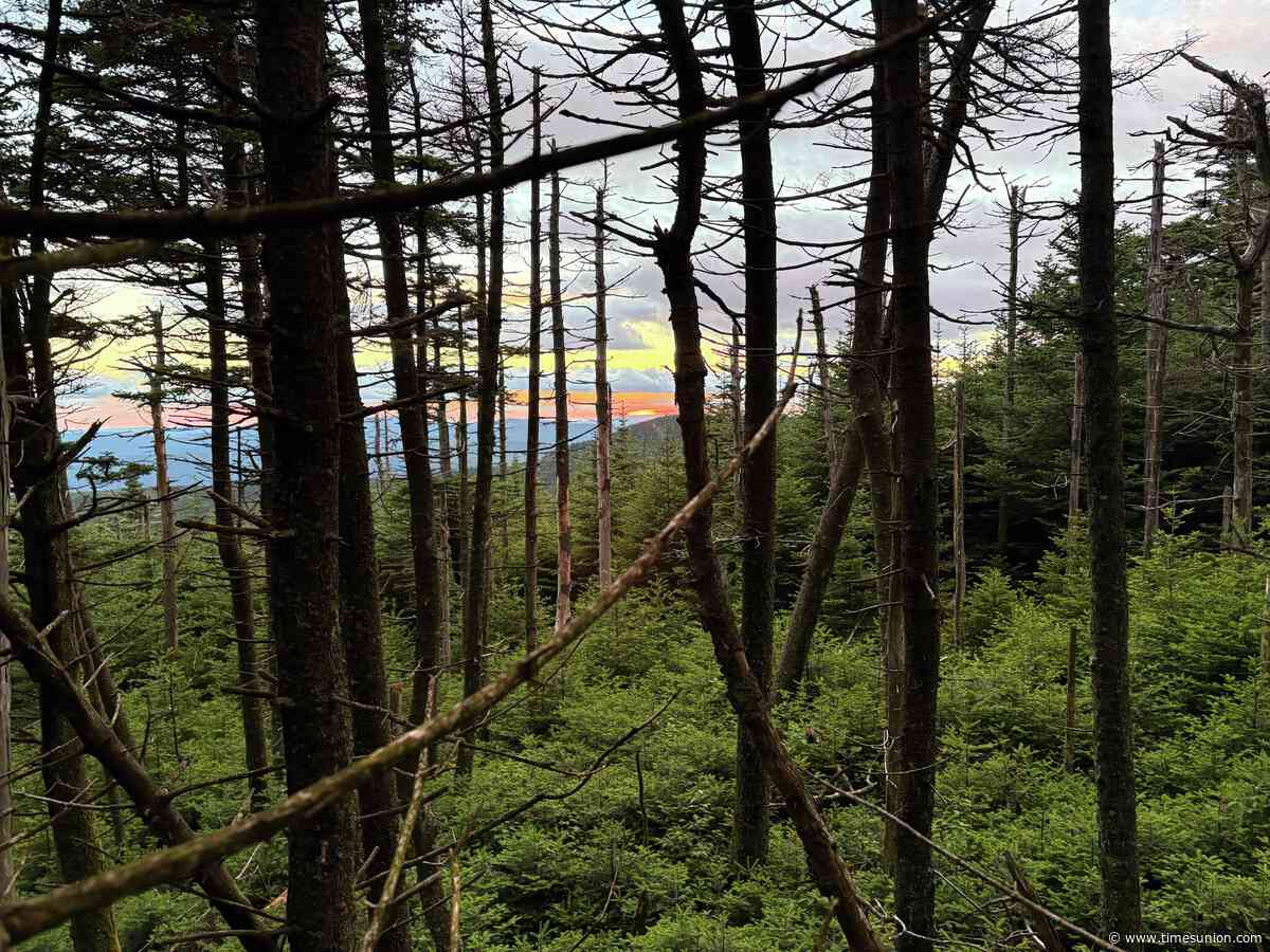 Rare birds declining in Catskills as state plans to rein in unofficial trails