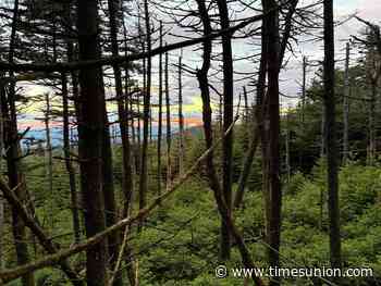 Rare birds declining in Catskills as state plans to rein in unofficial trails