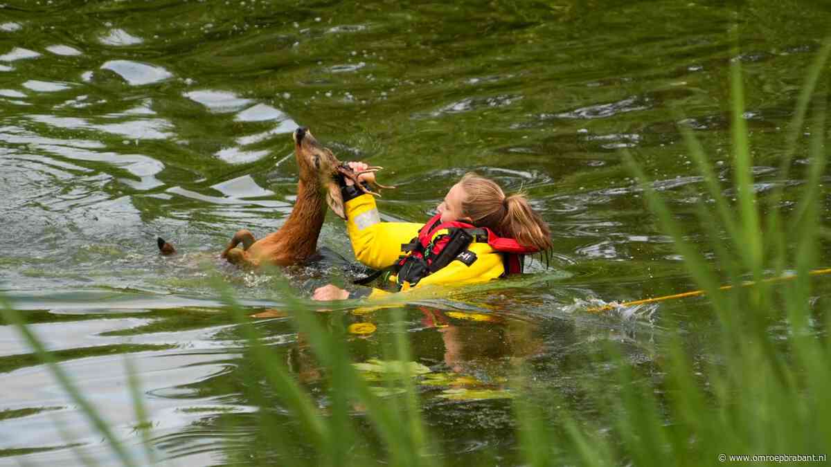 Ree uit het kanaal bij Helmond gered, dier weer losgelaten in de bossen