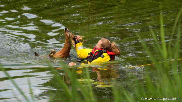 Ree uit het kanaal bij Helmond gered, dier weer losgelaten in de bossen
