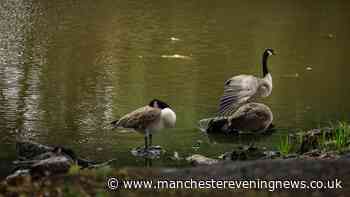 'The pond is full of dead birds' - Horror as dead geese and ducks spotted at popular Salford park