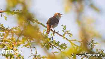 Hundreds of species identified at former farmland