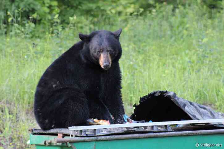 ‘The worst possible catch-22’: Fish and Wildlife struggles to combat bear rumors
