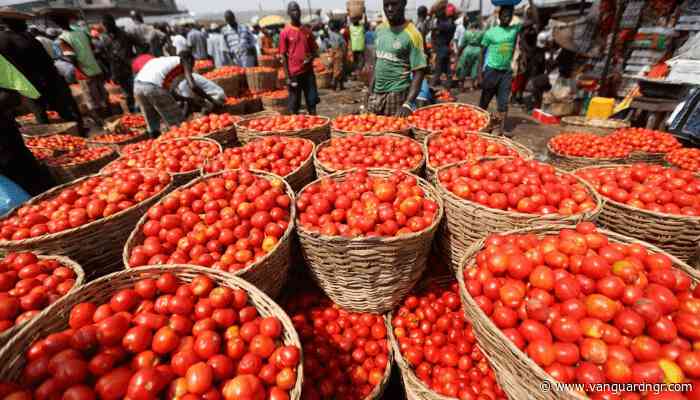 Nigeria may face rice, tomato scarcity in 3 months — OTACCWA
