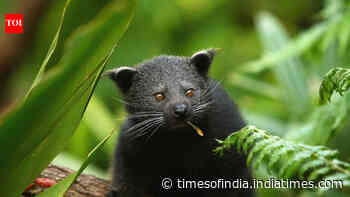 Beyond Tigers: The wildlife trade fuelled by pets and myths
