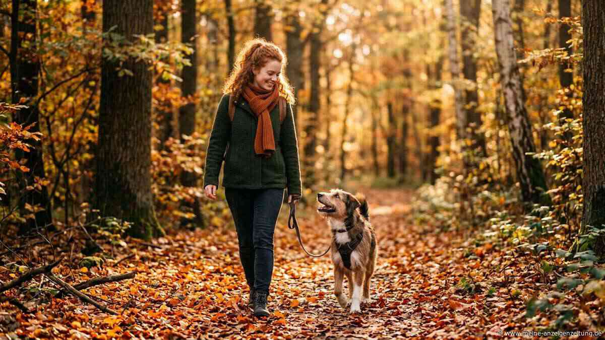 Ist Ihr Hund für Sie geeignet? Wenn diese drei Punkte erfüllt sind, sind Sie ein wahres Traumteam