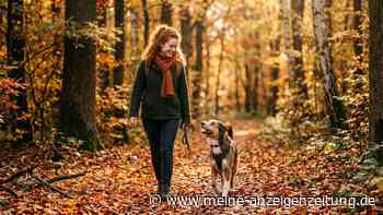 Ist Ihr Hund für Sie geeignet? Wenn diese drei Punkte erfüllt sind, sind Sie ein wahres Traumteam