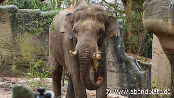 Tierrechtler sicher: Hagenbeck-Elefant Maurice zeigt „Verhaltensstörung“