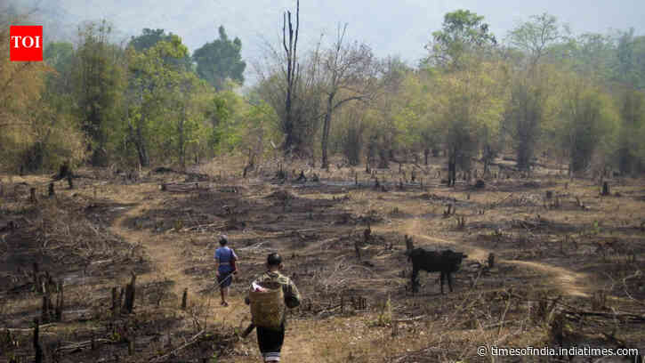 Slash-and-burn farming was blamed for destroying rainforests, but a study something different