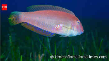 These fish are born female &amp; later become male; fishing may be changing them at molecular level