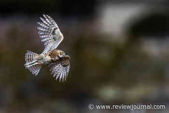 As Las Vegas grows, Clark County looks to protect its burrowing owls