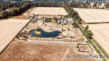 From Golden Balls to golden fields: Green-fingered David Beckham will jet back from Ibiza to find the heatwave's turned his £12million Cotswolds estate into an arid dust bowl