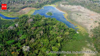 Logging usually destroys rainforests, but this Guatemala system is producing opposite result