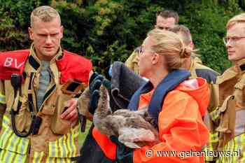 Brandweer redt jonge zwaan uit vijver