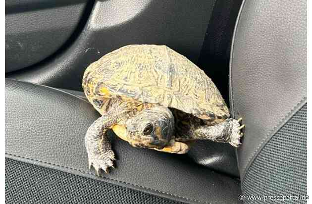 POL-PIKIR: Tierischer Besuch auf der Polizeidienststelle - Schildkröte in der Kirner Altstadt aufgefunden