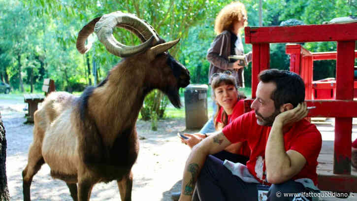 Il caprone Muschio è stato trovato morto: fatto a pezzi in mezzo a un campo. Era scomparso dal Rifugio per animali Chico Mendes di Campi Bisenzio