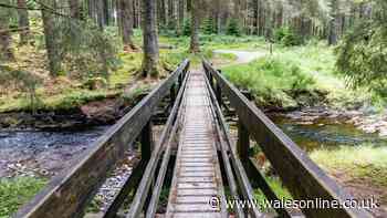 'Best forest walk' in the UK is idyllic Welsh spot with waterfalls and ospreys
