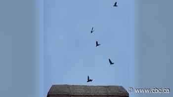 Winnipeg couple becomes unwitting hosts to 'musical roommates' as threatened chimney swifts move in