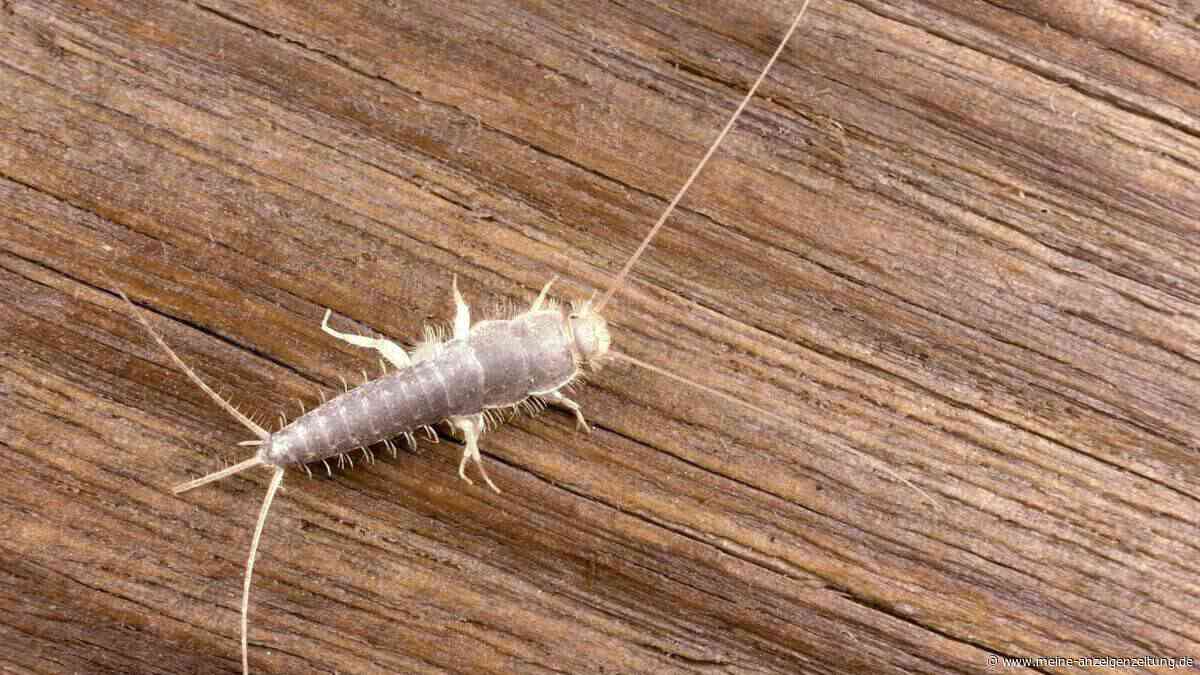 Schluss mit Silberfischchen: Wie ein einfaches Stück Papier im Badezimmer hilft