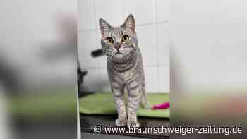 Rian ist ein echter Kämpfer: Salzgitteraner Kater sucht jetzt neue Katzenkumpels