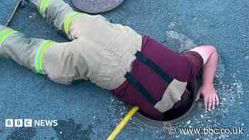 Firefighters rescue 'wee hedgehog' stuck in drain