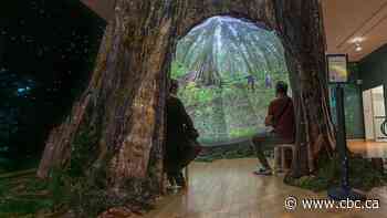 Step inside an 1,800-year-old tree to experience the magic of B.C.’s ancient forests