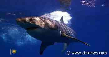 Nature: Great white sharks in Mexico