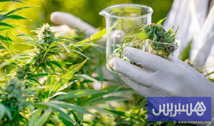 منتجات القنب الهندي بالمغرب تتوسع.. والأدوية تنتظر دخول الصيدليات