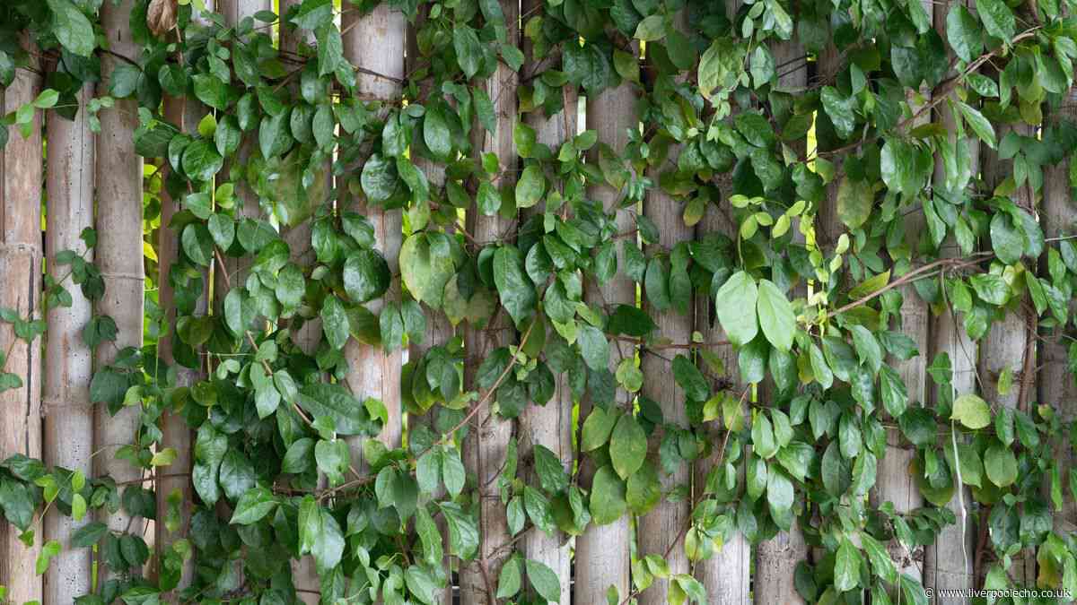 Your legal rights if a neighbour's tree branches or roots cross into your garden