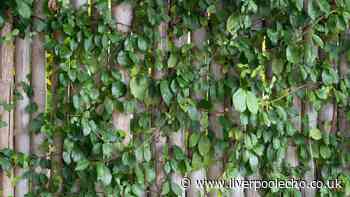 Your legal rights if a neighbour's tree branches or roots cross into your garden