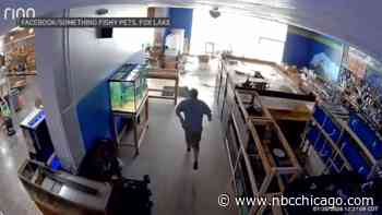Video: Massive fish tank unexpectedly bursts inside suburban pet store