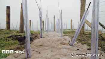 More than 80,000 trees planted to expand woodland