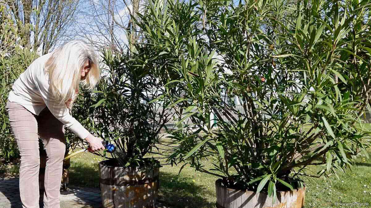 Oleander gießen: Seien Sie „mutig mit dem Wasser“, rät Experte für mediterrane Pflanzen