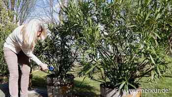 Oleander gießen: Seien Sie „mutig mit dem Wasser“, rät Experte für mediterrane Pflanzen