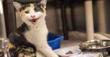 Montreal SPCA urges end to rental rules that bar pets as abandoned animal tally rises