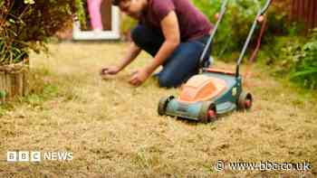 Can your garden recover after the hot weather?