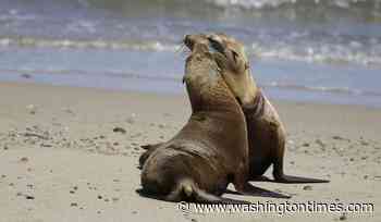 Federal officials investigate after a video appears to show a person kicking a California sea lion