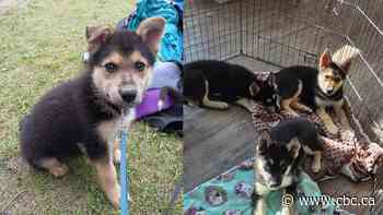 Searchers comb downtown Winnipeg to find stolen puppy
