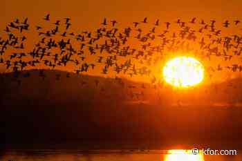 How often the sun would rise after 8 a.m. under permanent daylight saving time