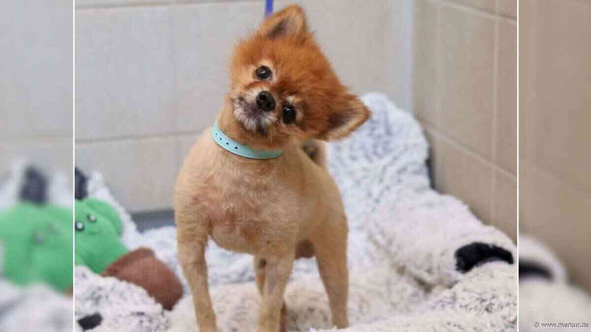 „Fell war eine zusammenhängende Filzplatte“: Hund landet in schlechtem Zustand in Tierheim