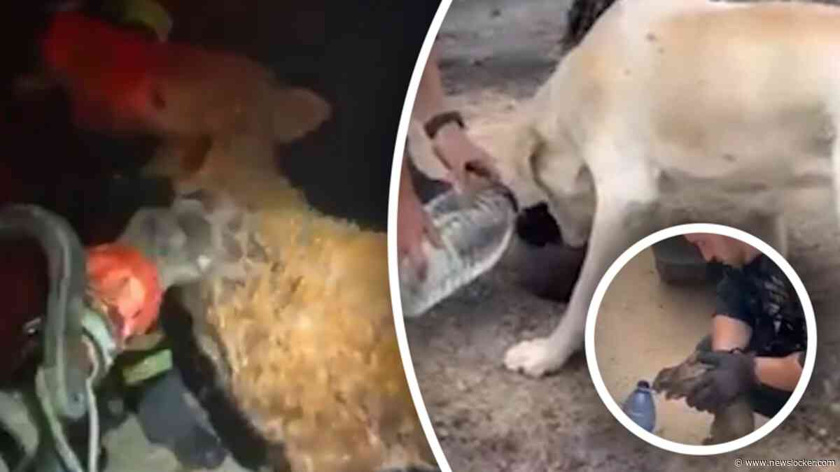Spaanse hulpdiensten redden dieren tijdens natuurbranden
